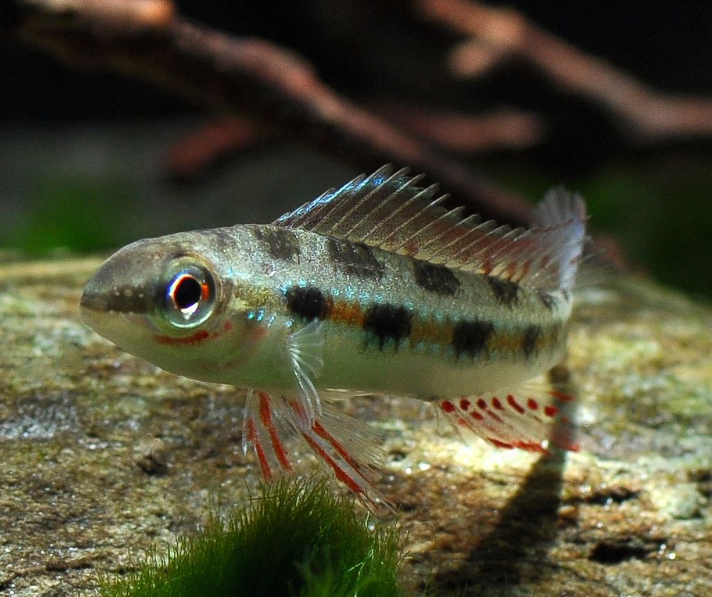 Dicrossus filamentosus (Checkerboard Cichlid)